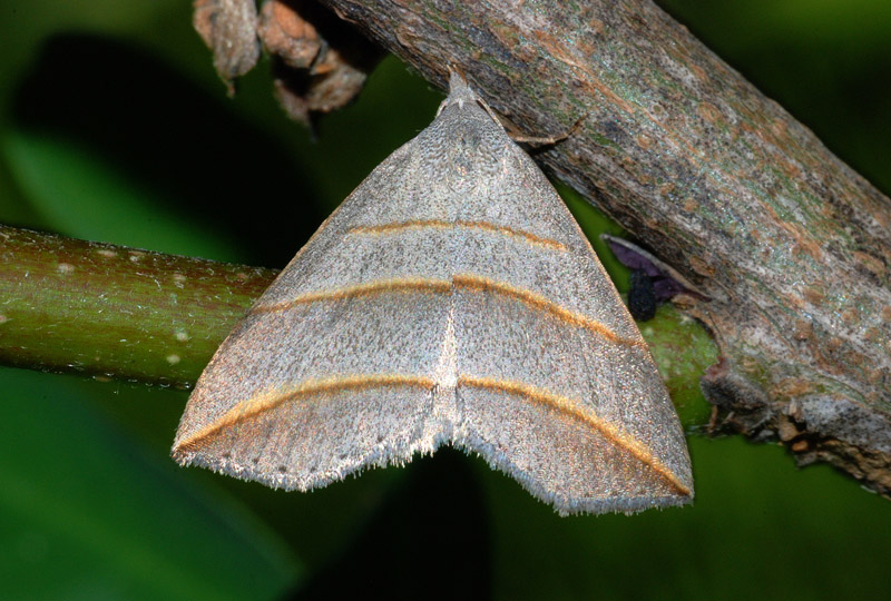 Due Noctuidae da conf.